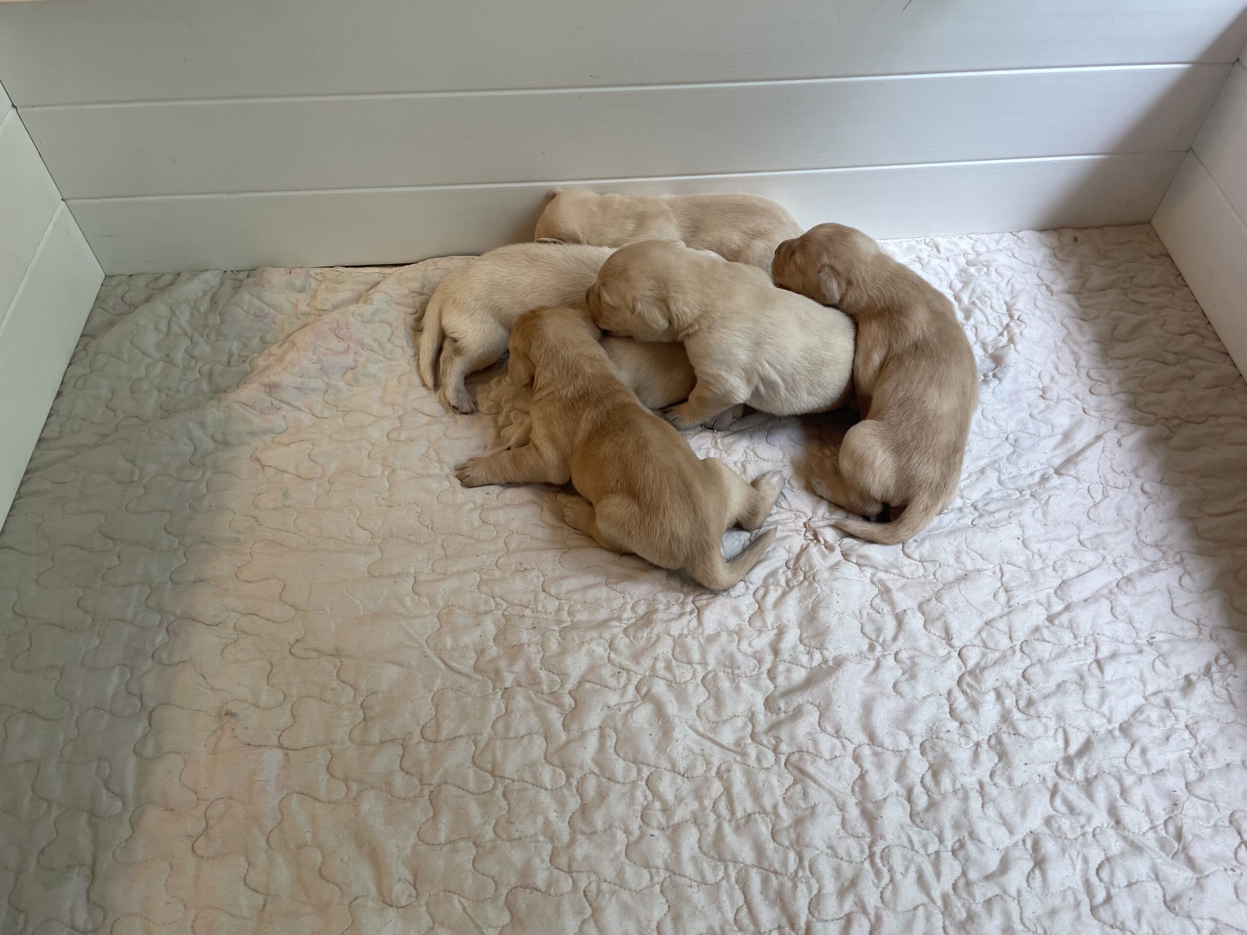 Available Puppies! - Buffypuppies.com